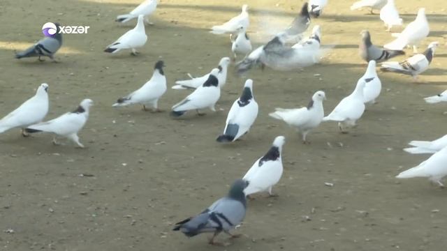 Oyan Azerbaycan-Dostum-Goyercin