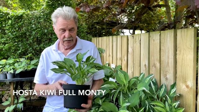 Rewela Hostas Looks at Hosta Kiwi Full Monty смотреть онлайн