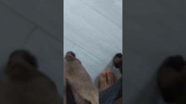 Будни заводчика бурманских кошек смотреть онлайн