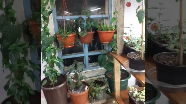 как зимуют фуксяхи апрель месяц смотреть онлайн