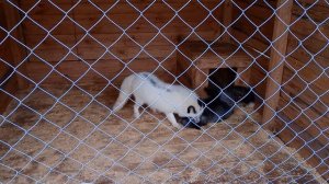 брачные игры разных лис