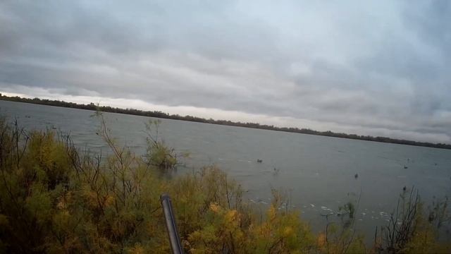 Охота на утку в Ставропольском крае. Открытие, осень 2019 Красноголовый нырок или чернеть. смотреть онлайн