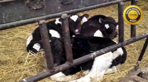 Молочная ферма. Экскурсия. Как живут коровы на ферме