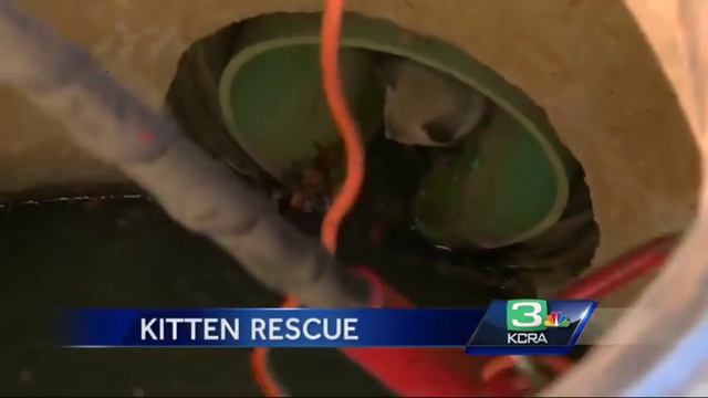 Metro firefighters rescue cat from Rancho Cordova storm drain смотреть онлайн