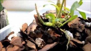 Дикая орхидея из ТАЙЛАНДА /6-ая детка /Пересадка из горшка в контейнер