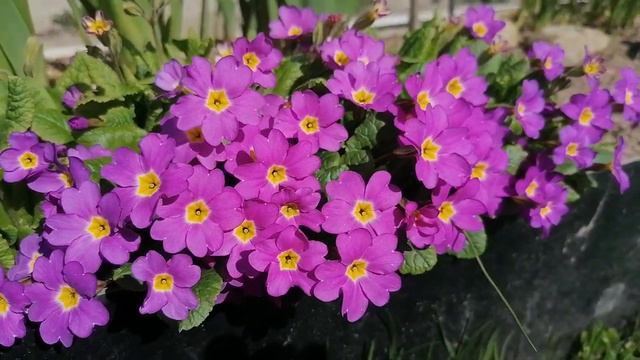 + Примула Юлии Primula juliae видеопортрет растения май 2022 смотреть онлайн