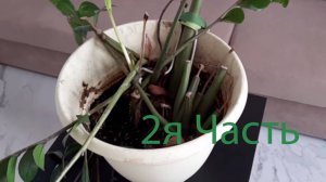 Замиокулькас 2 часть