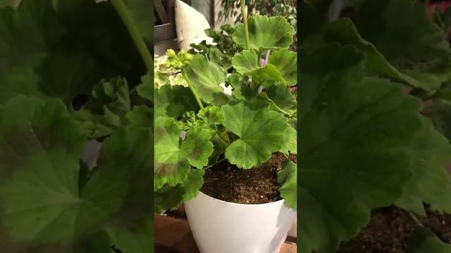 #9. Пеларгония Denise (Gomer) смотреть онлайн