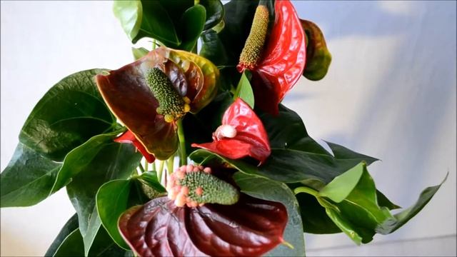 Anthurium Sierra Magic