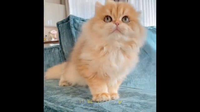 Коты покоряют мир. Самые смешные моменты. смотреть онлайн