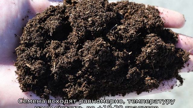 Томат Утренняя роса смотреть онлайн