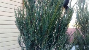 ПРАВИЛЬНАЯ ОБРЕЗКА МОЛОДЫХ СКАЛЬНЫХ МОЖЖЕВЕЛЬНИКОВ