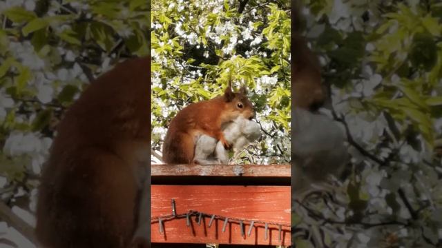 Готовит гнездо для детей смотреть онлайн