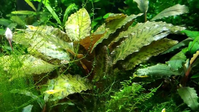 #relax#tank#aquarium#Bucephalandra#релакс#аквариум#moss Криптокарина Нури Креветки Желтый неон смотреть онлайн