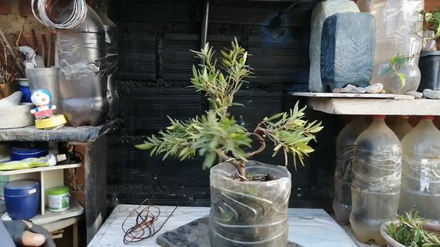 Ficus Salicaria - NERIFOLIA G - 1er Modelado Sohin - Moyogi смотреть онлайн