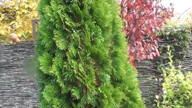 Почему пожелтела туя и как ее спасти. Болезни хвойных растений. смотреть онлайн