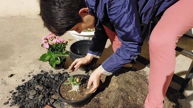 Plantando as novas rosas do deserto perfumadas, substrato ideal - Adenium Parfum смотреть онлайн
