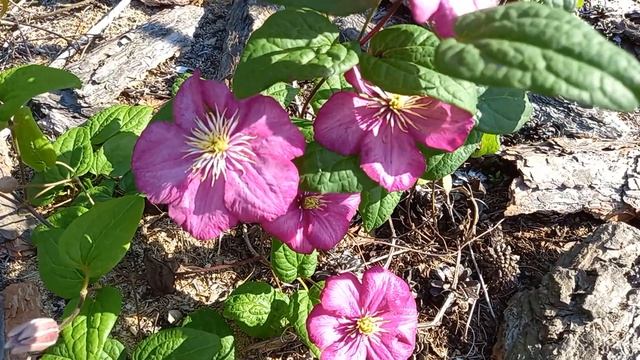 Клематис Вилль-де-Лион смотреть онлайн