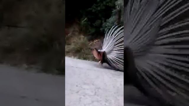 Спаривание павлинов))) смотреть онлайн