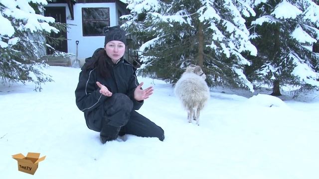 Мимимимини-барашки. Что вы точно захотите узнать про карликовых овец! смотреть онлайн