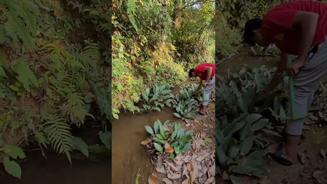 Stream Side Plants - Lagenendra, Flascopa Scandens, Some Selaginella, Mosses,ferns Etc