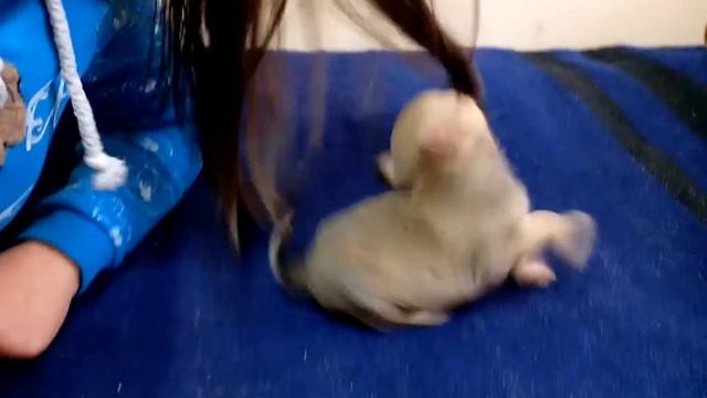 Чихуа и волосы.Chihuahua and hair смотреть онлайн