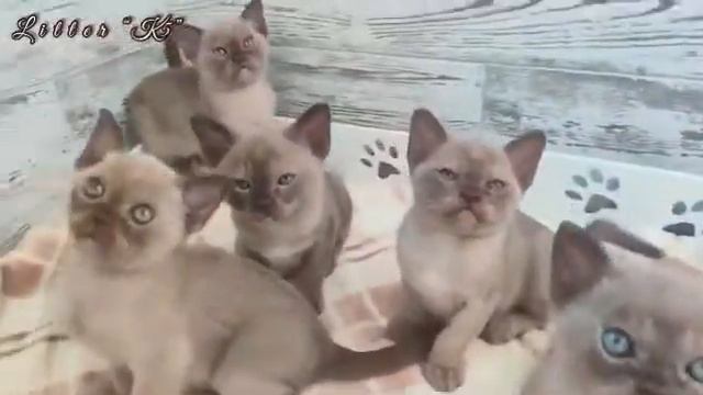 Бурманские котята шоколадного окраса. Помет «К5». Питомник бурманских кошек Freya Way*RU смотреть онлайн