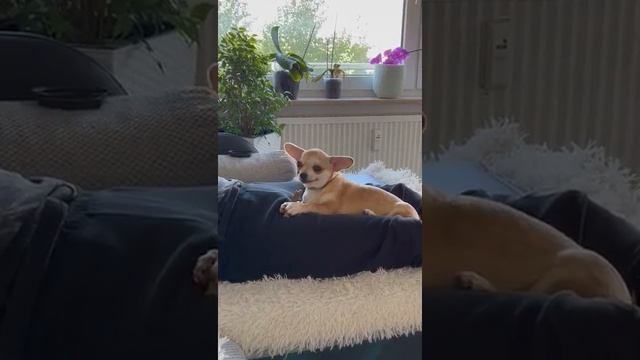 привет из Германии ❤️❤️❤️выпускник питомника чихуахуа Кастропуло Карина рыжий мрамор