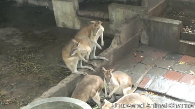 Little Kangaroo called Wallaby смотреть онлайн