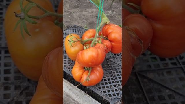 Коллекционные сорта томатов Большой Зак красный, Гордость Сибири. смотреть онлайн