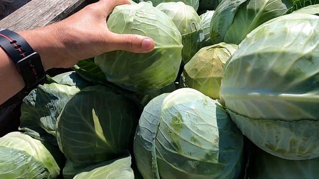 Капуста Ринда в условиях засухи. Rinda Cabbage In Drought Conditions