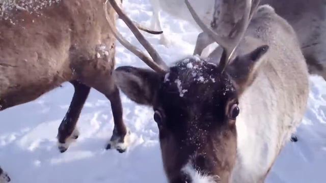 Чаунские олени смотреть онлайн
