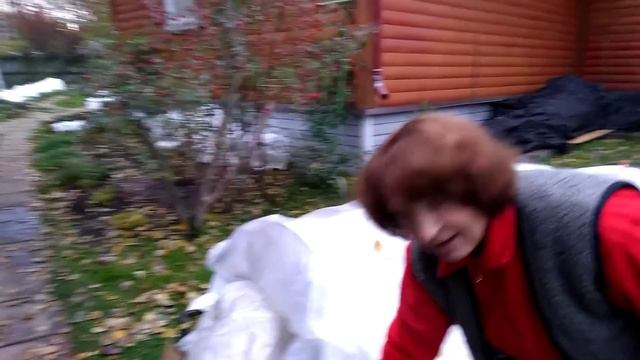 Идём в гости к Светлане.Как укрыть черенки роз .?Подготовка сада к зиме смотреть онлайн