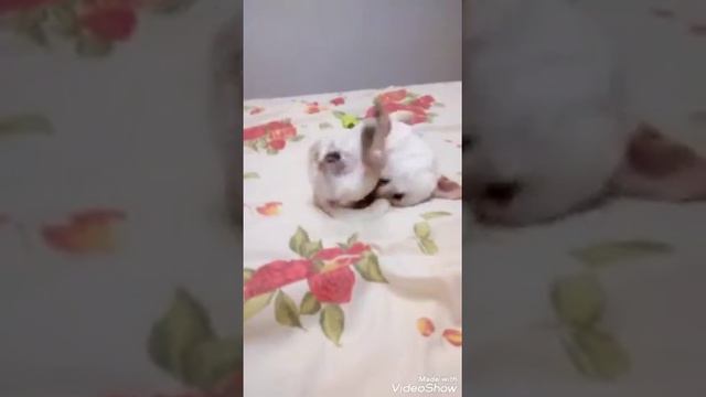 Маленький чихуахуа Ричи играет с хвостиком смотреть онлайн