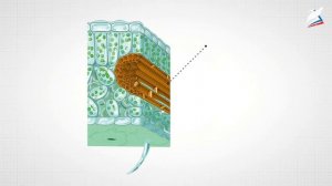 Передвижение веществ у растений