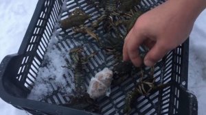 РАКОЛОВКА В ЛУНКУ ПОД ЛЕД. ПОИСК РАКОВ. ЛОВЛЯ РАКОВ ЗИМОЙ. ГДЕ ЗИМУЮТ РАКИ.