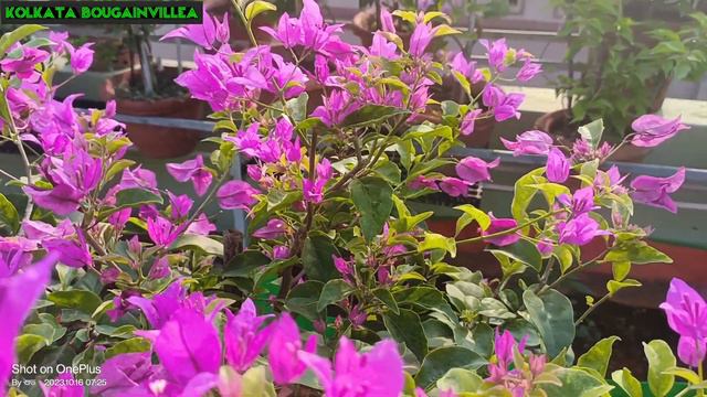 Magic Love 💜💜 #Bougainvillea #beautiful #Full_hd_1080p #Nature #@@ss 💐💐 смотреть онлайн