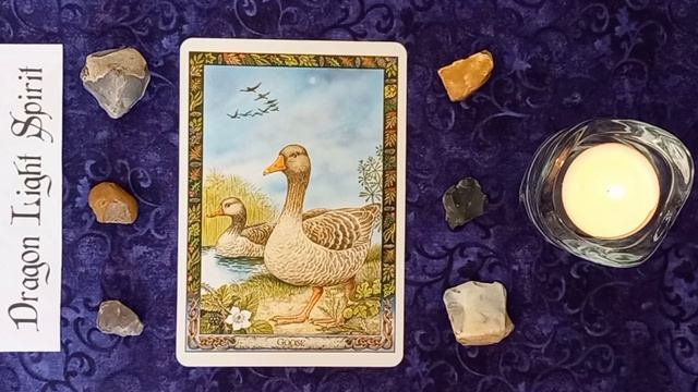 Magickal Druid Animal Message for the Moment Timeless ~ A Golden Opportunity from the Ordinary смотреть онлайн