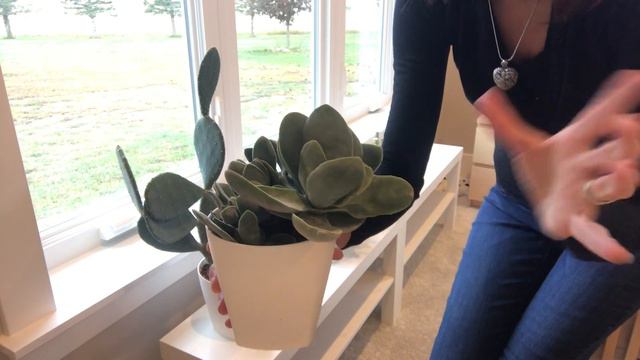 Succulent Windowsill Set up in Our Bedroom; Sedum, Crassula and Echeveria Propagation Tips смотреть онлайн