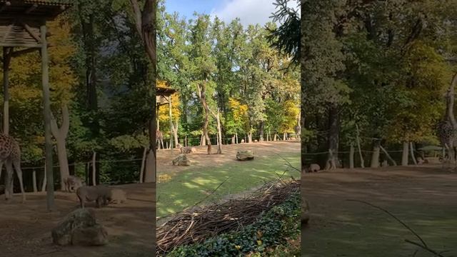 Как едят ЖИРАФЫ в ЗООПАРКЕ - ДИКИЕ животные Африки | Звери в зоопарке Зоопарк онлайн смотреть онлайн