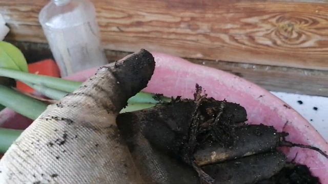 Пересадка замиокулькаса,сгнили корни??? смотреть онлайн