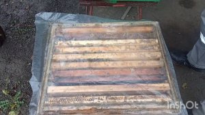 Как спасти слабый отводок зимой.