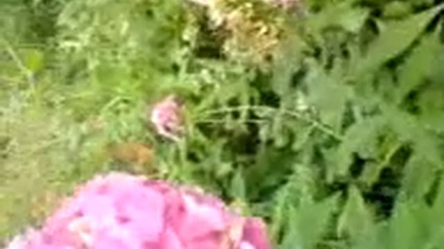 Бабочка-бражник смотреть онлайн