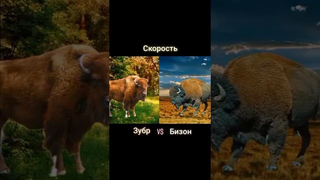 (СРАВНЕНИЯ) ЗУБР VS БИЗОН смотреть онлайн