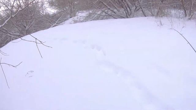 Зимний спиннинг На лыжах за щукой смотреть онлайн