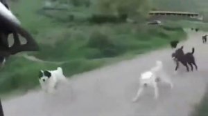Собаки нападают на велосипедиста