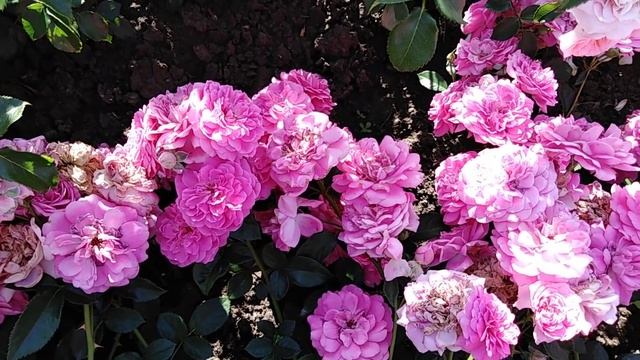 Шраб роза Блю Бой (Blue Boy) rozapochtoi.ru смотреть онлайн