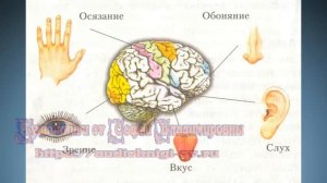 Биология 8 класс $50 Память и обучение