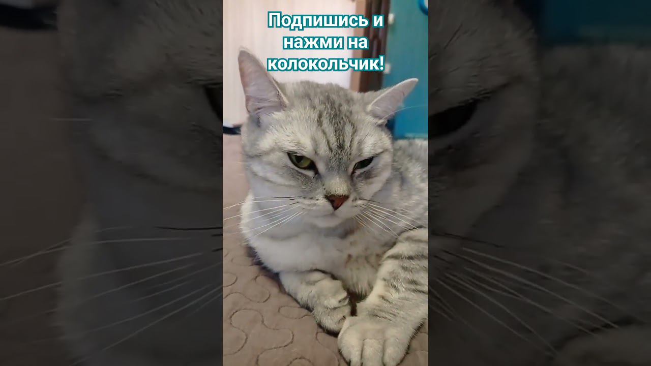 Милый котик #Shorts смотреть онлайн
