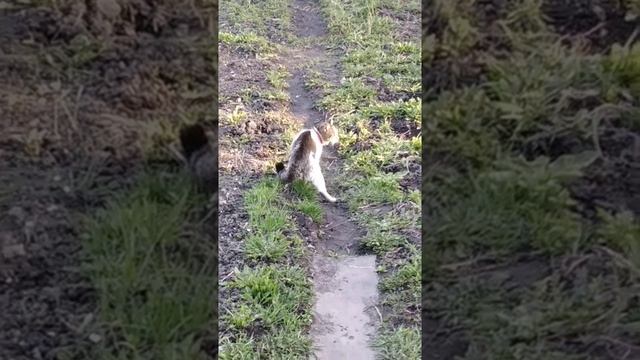 Кот Василий Выгнал Чужого Кота со Своей Территории/Дачная жизнь Газелиста Дармовоза Холостяка/ смотреть онлайн